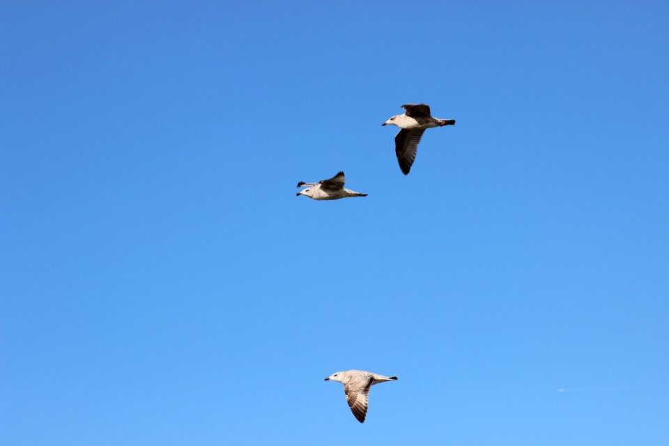 Seagulls bird flight sky