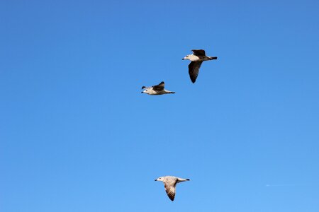 Seagulls bird flight sky photo