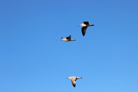 Seagulls bird flight sky