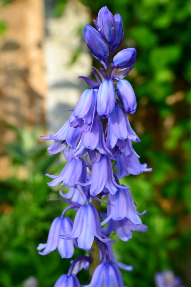 Cultivated bluebell blue bell