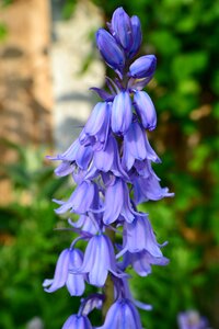 Cultivated bluebell blue bell