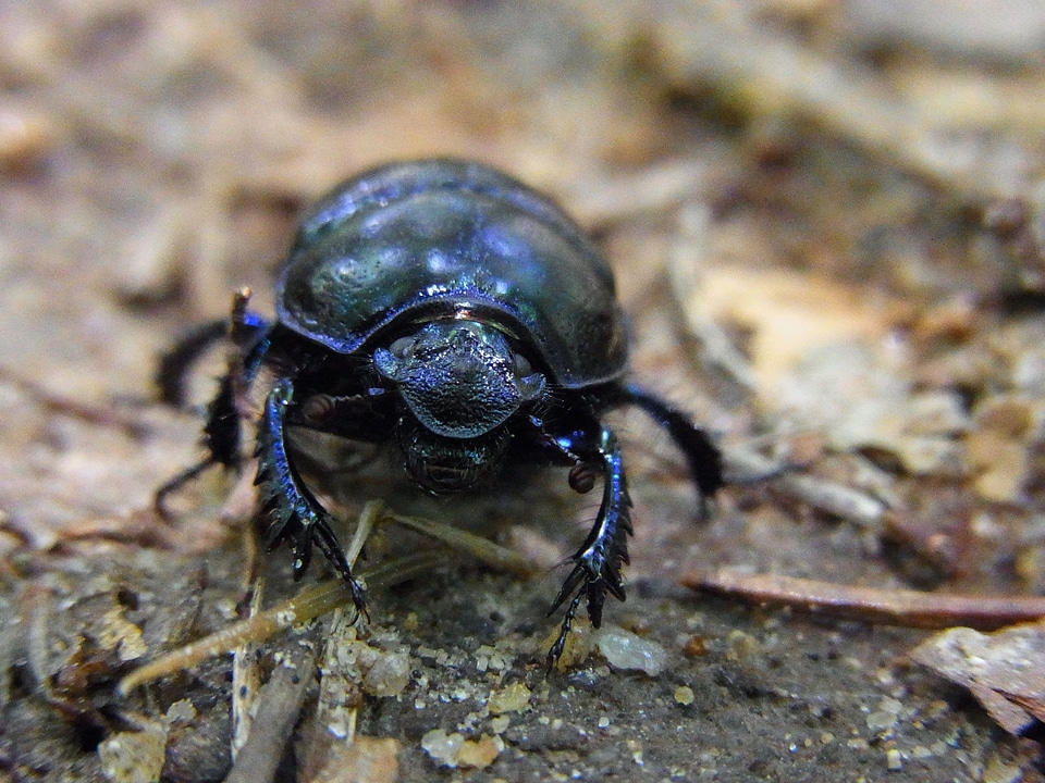 Insect animal nature