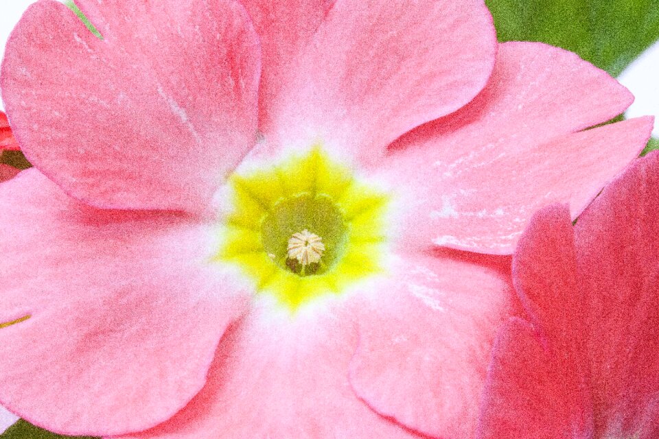Genus primrose primrose varieties