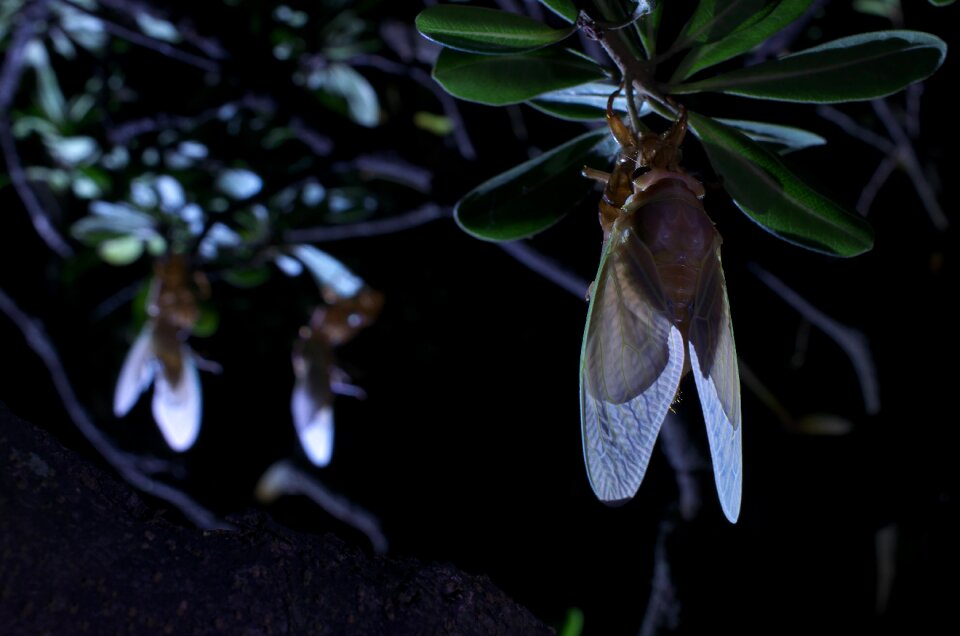 Large brown cicada emergence cicada