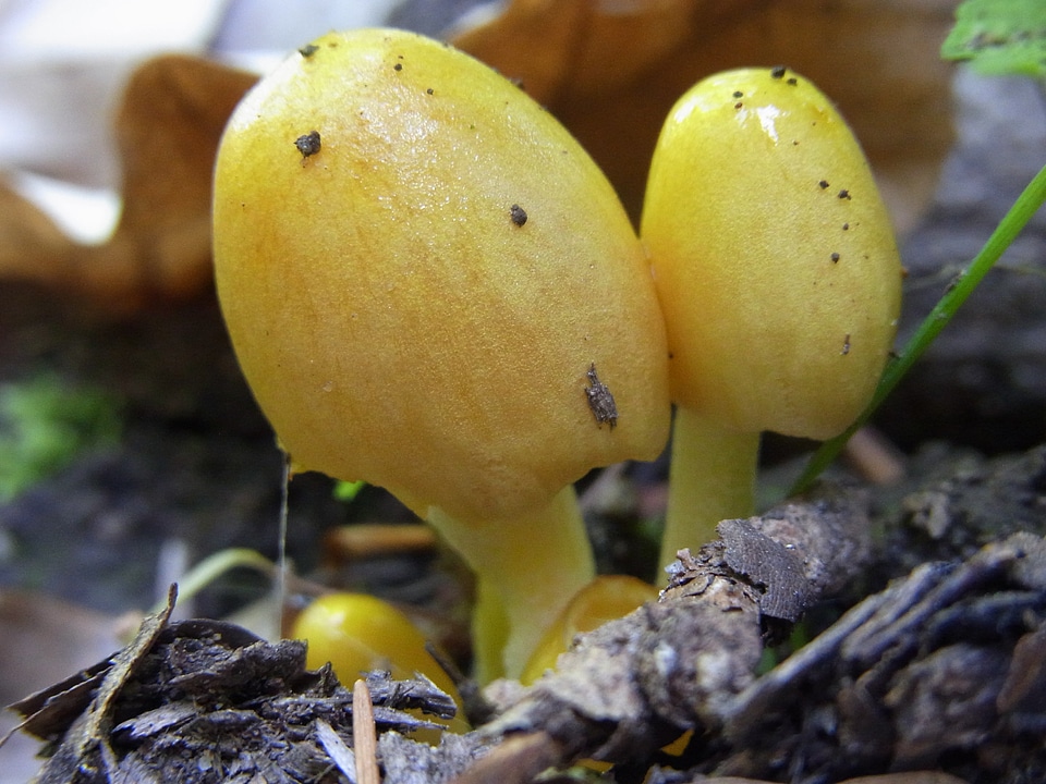 Nature plant forest