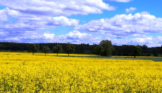 Field flowers yellow