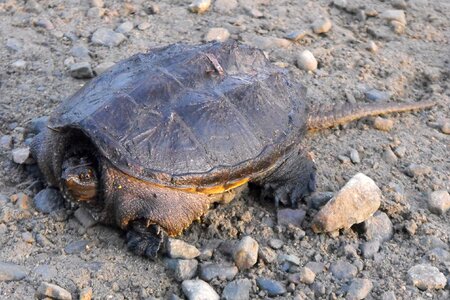 Nature wildlife snapping turtle photo