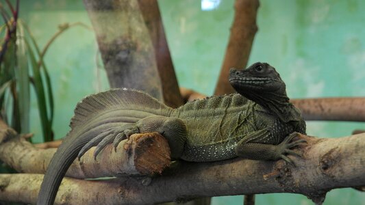 Scale scaly green photo