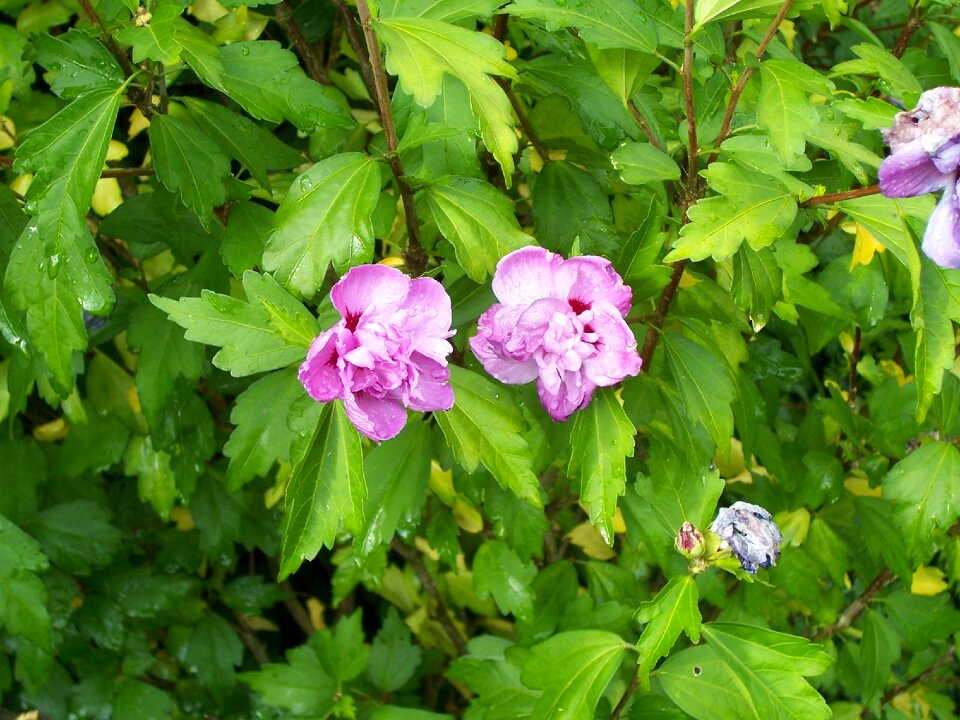 Mallow bush mauve pink
