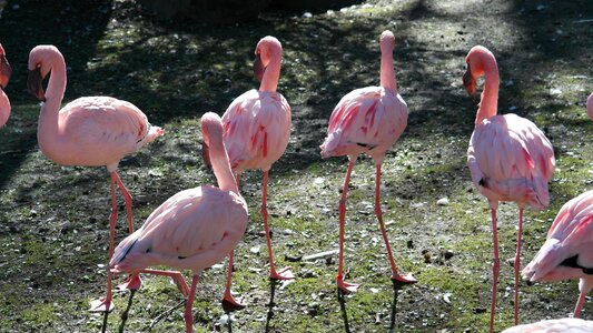 Exotic nature zoo