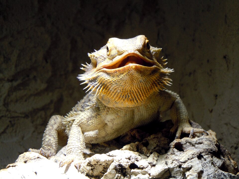 Monitor dragon prickly