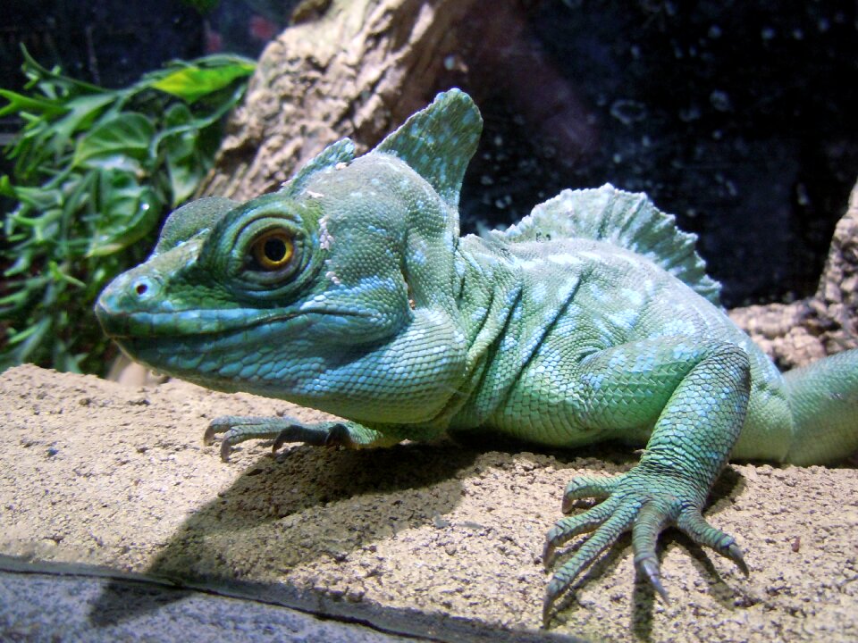 Lizard green monitor