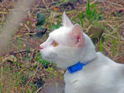 Is watching animal tabby