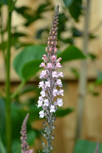 Cottage garden close-up flower