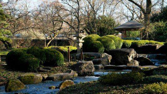Japanese garden plant traditional