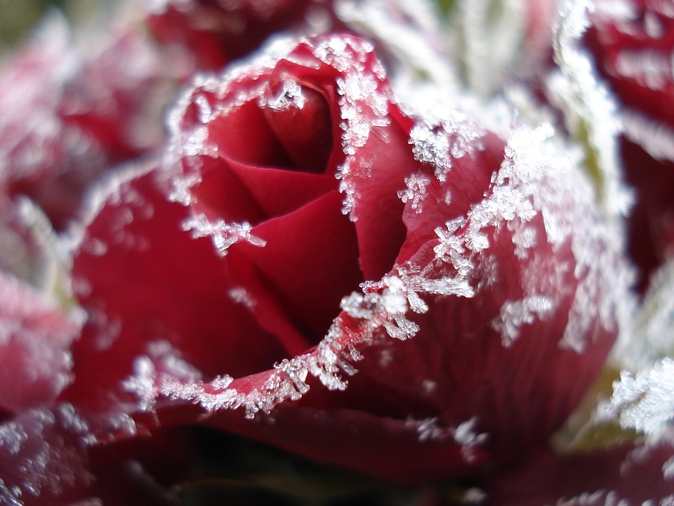 Ice frozen roses