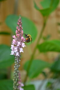 Cottage garden insect flower photo