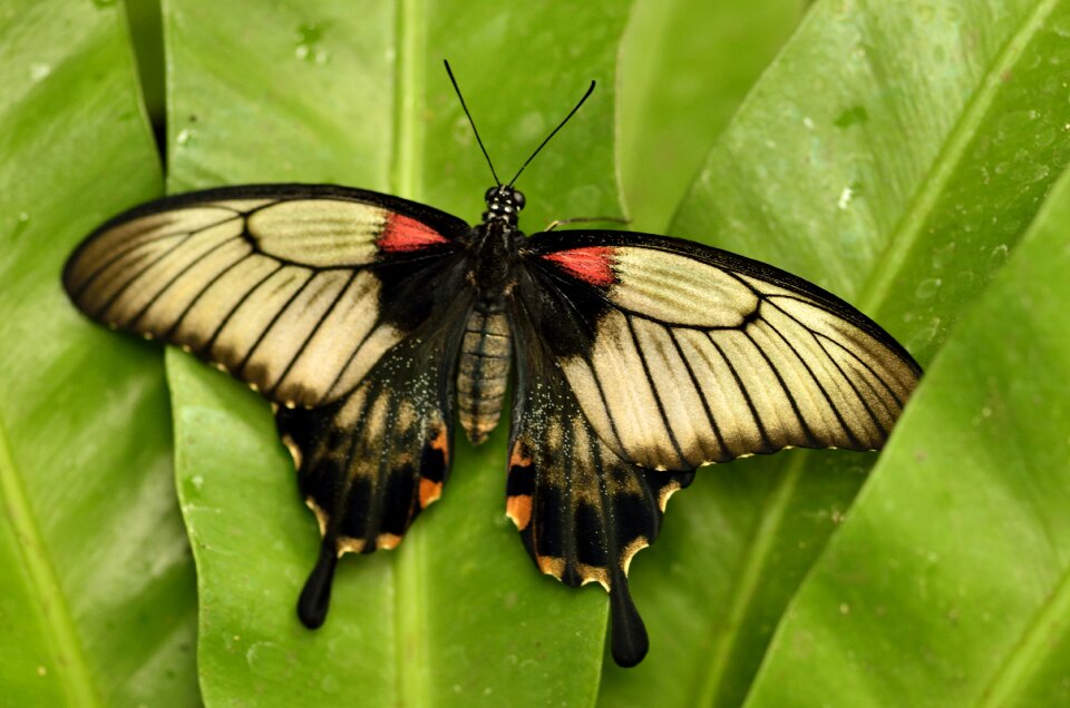 Insect nature butterflies