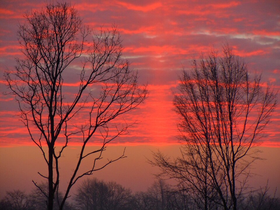 Bright red trees silhouette