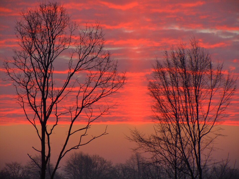 Bright red trees silhouette photo