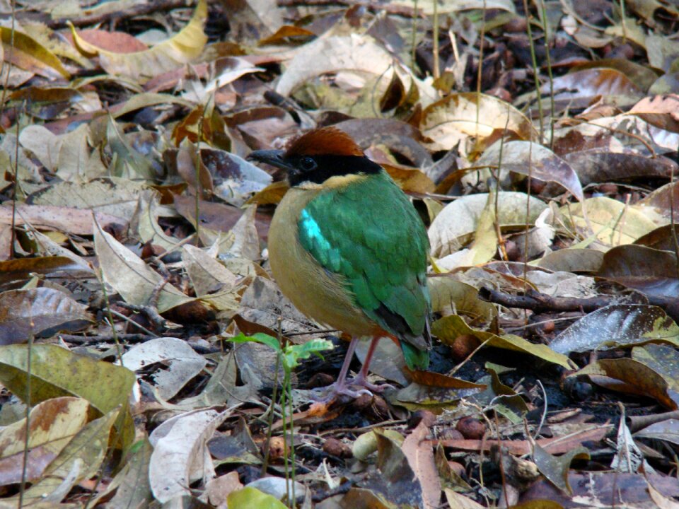 Nature wild wildlife