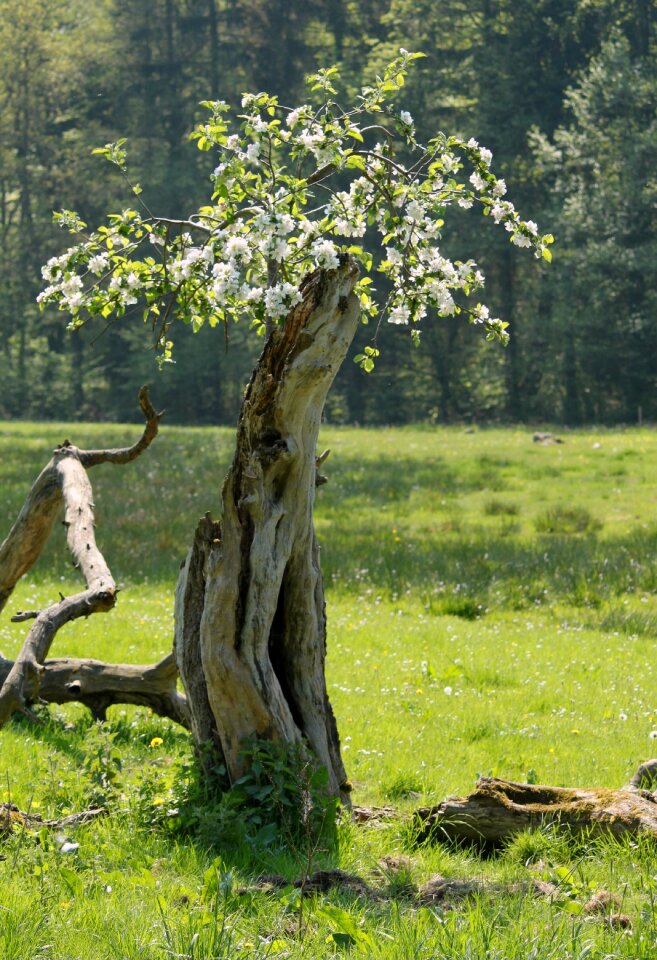 Wood old nature