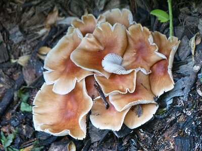 Fungus mushroom fungi plant photo