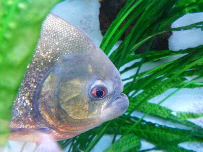 Piranha fish dangerous