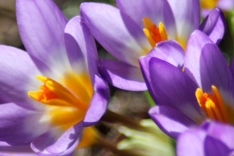 Purple blossom bloom
