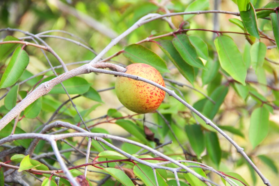 Mangaba boipeba tropical fruit