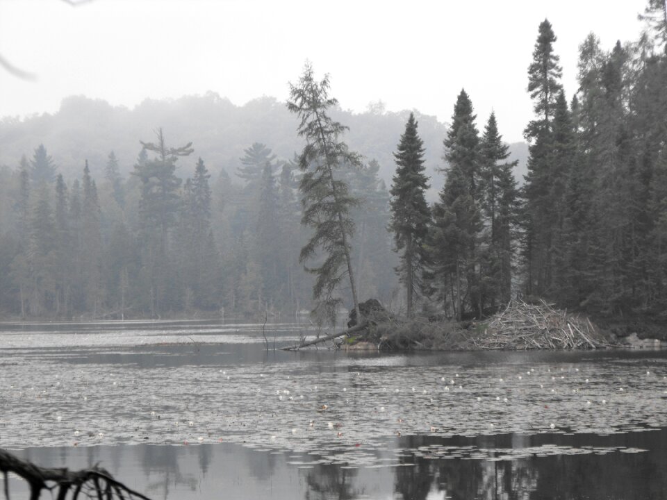 Scenic trees reflection