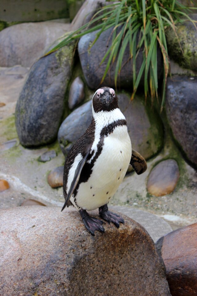 Bird animal zoo