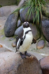 Bird animal zoo