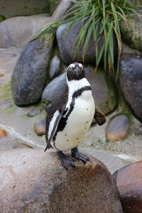 Bird animal zoo photo