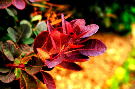 Greenery leaf nature