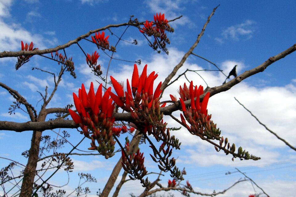 Scarlet red pea-like india