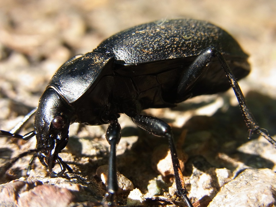 Insect nature forest