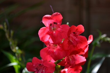 Plant plantain family garden photo