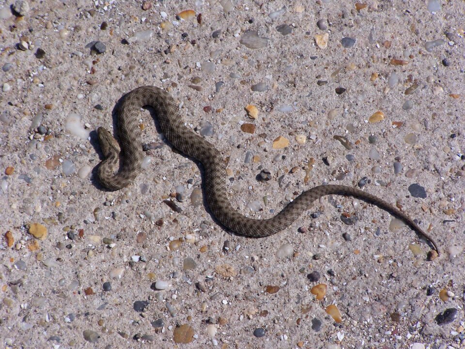 Snake predator viper