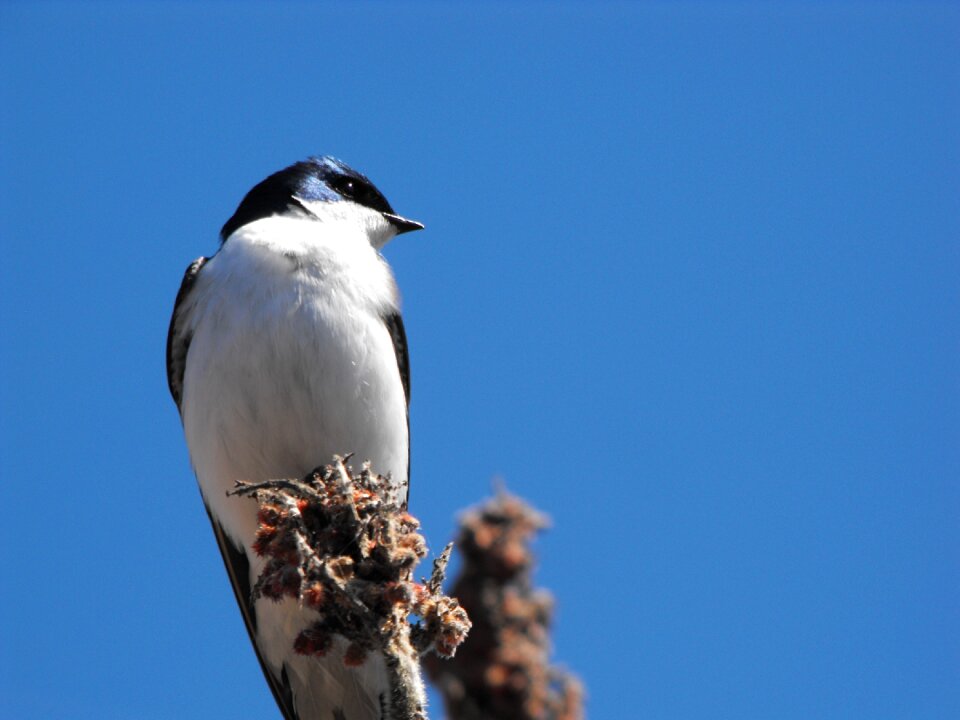 White ontario nature