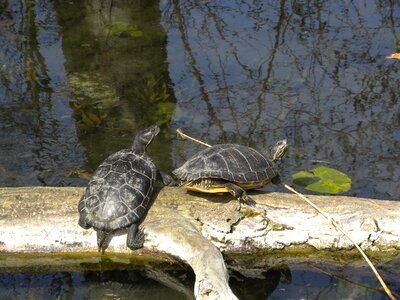 On the water animal panzer photo