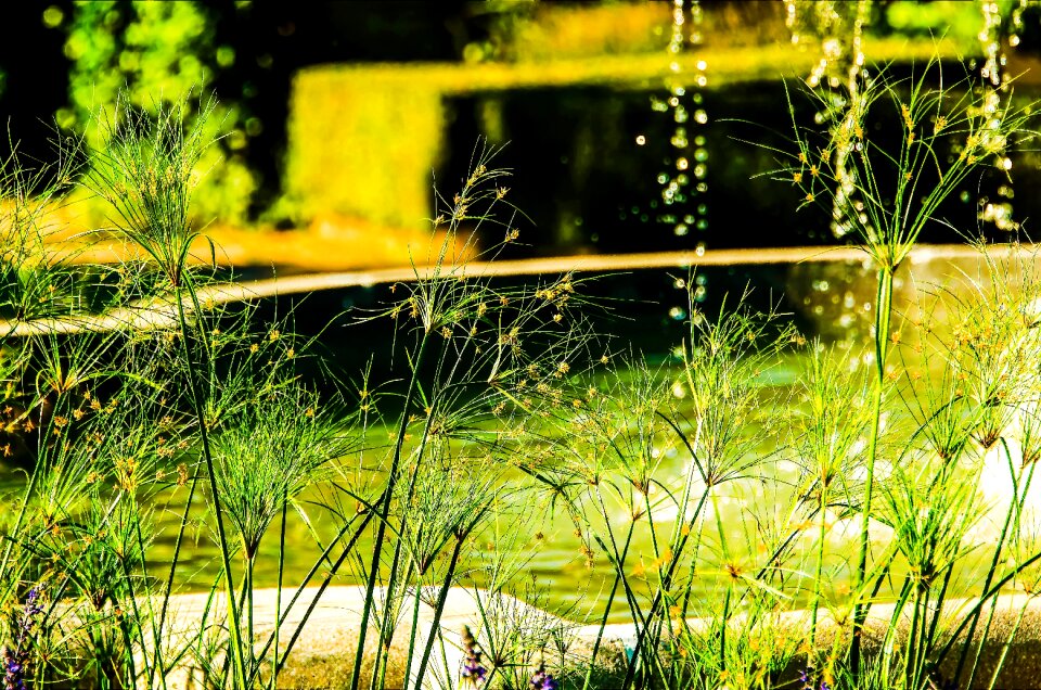 Nature grass fountain-side