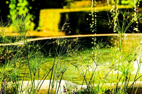 Nature grass fountain-side