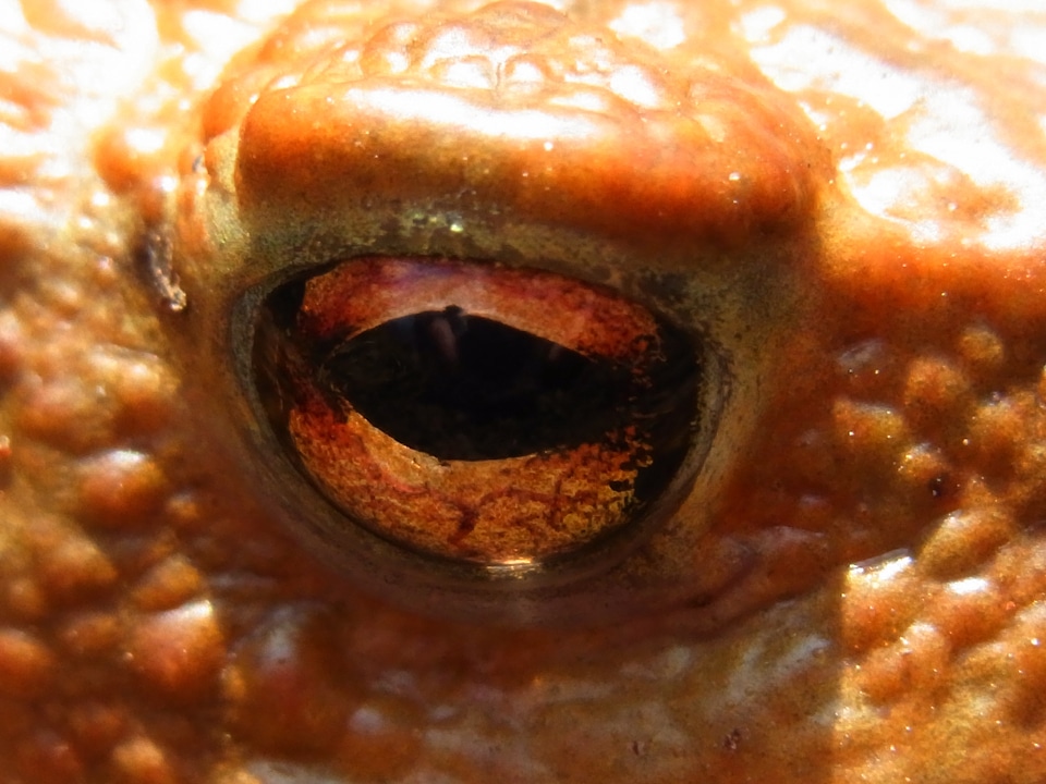 Animal nature eyes