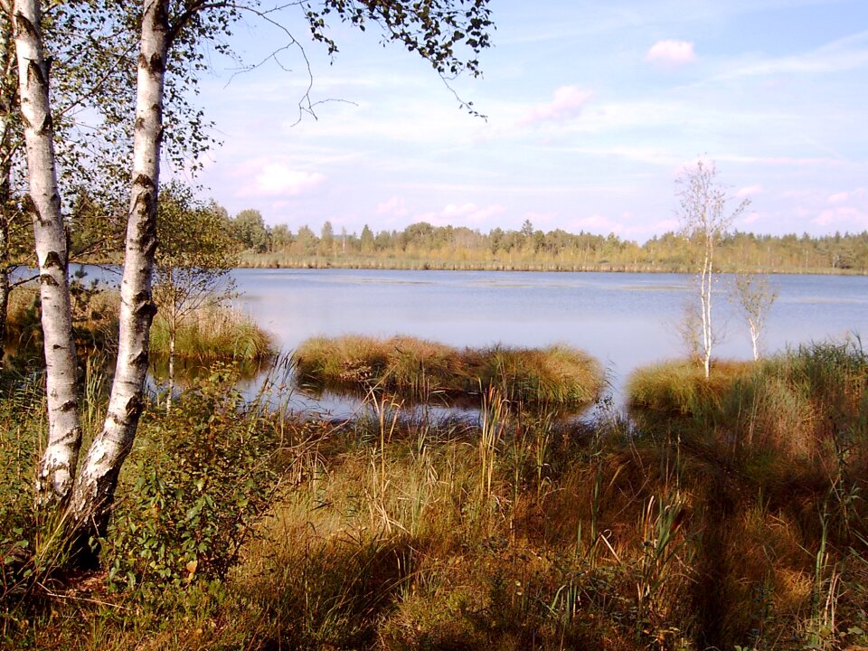 Birch nature reserve landscape