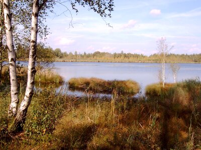 Birch nature reserve landscape photo