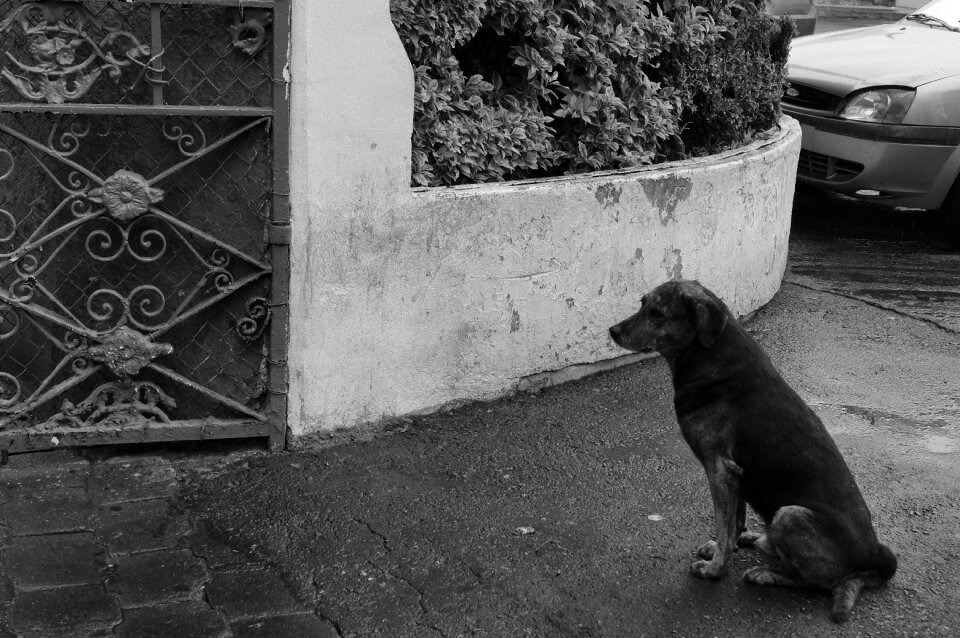 Dog portrait Free photos