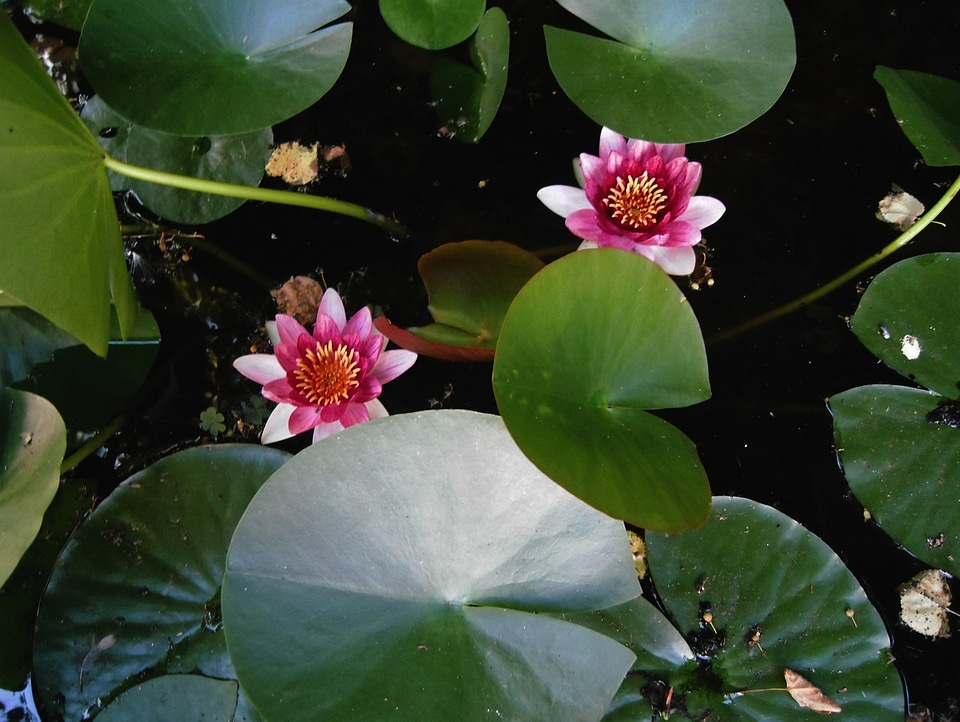 Aquatic plant water lilies flowers