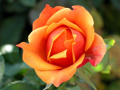 Rose flower macro photo