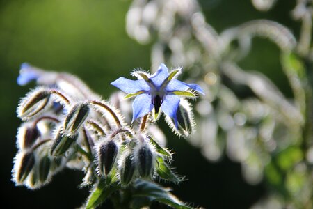 Backlighting garden plant garden